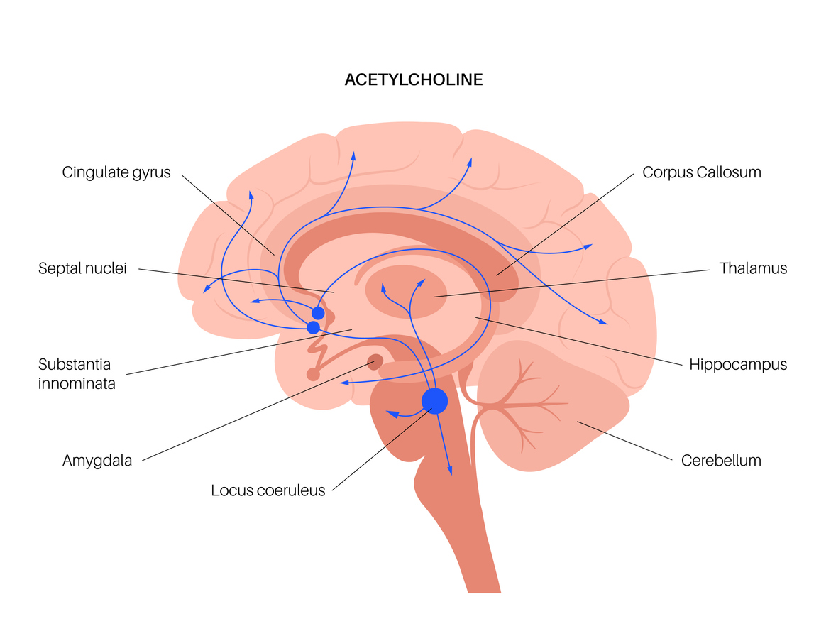 Cholinergic Supplementations: Which One is Superior for Cognitive Function?